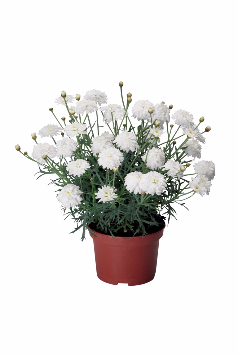 Margerit fylldblommig