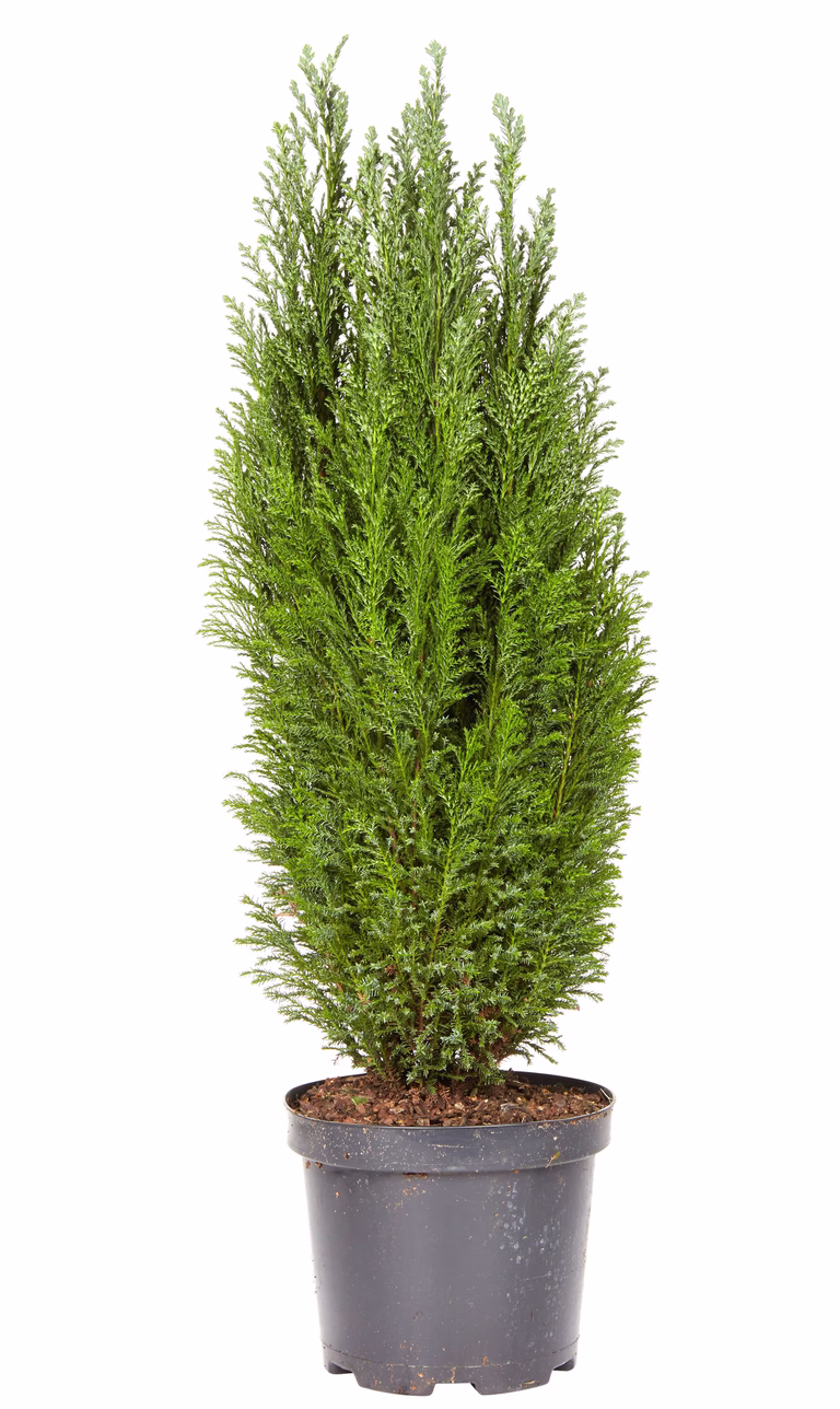 Chamaecyparis l. 'Ellwoodii' 17 cm