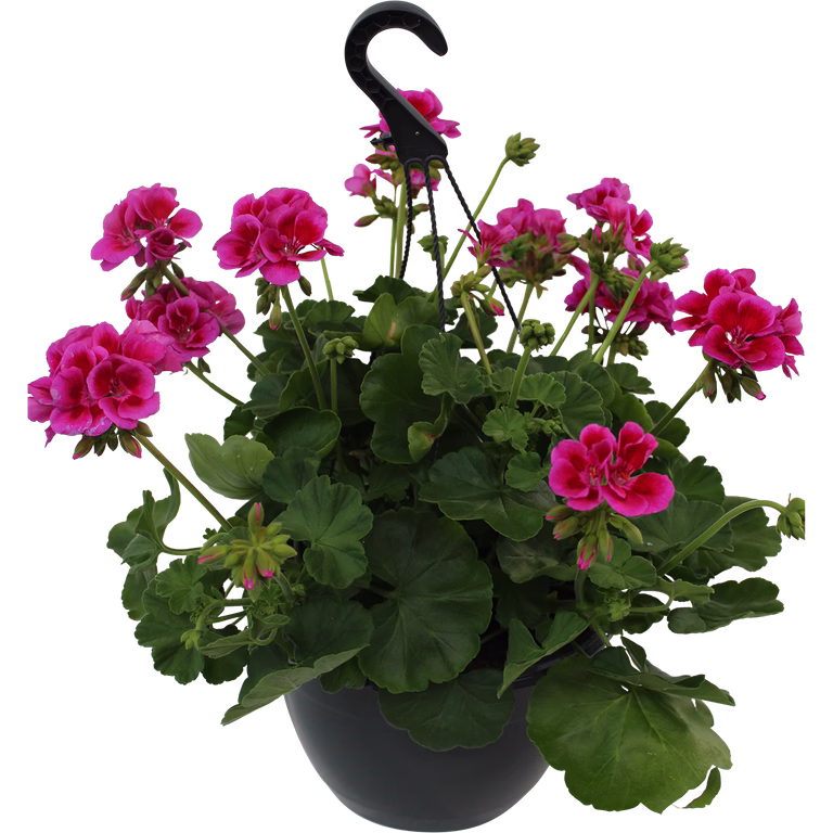 Pelargon Calliope