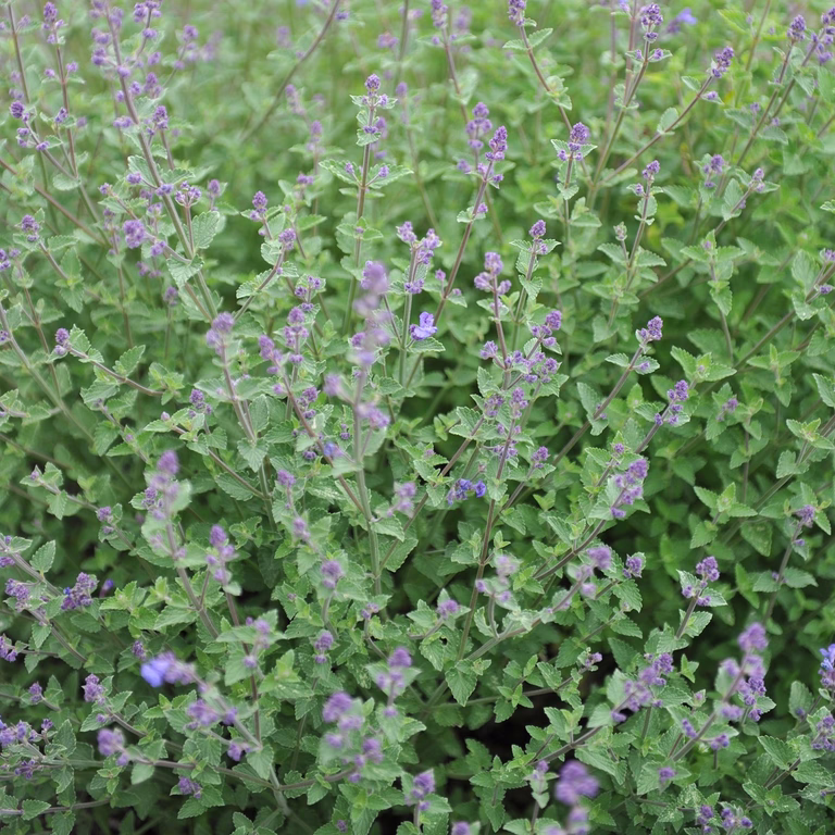 Nepeta faassenii