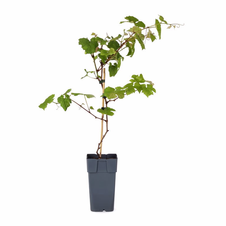 Vitis labrusca 'Spulga' 17cm