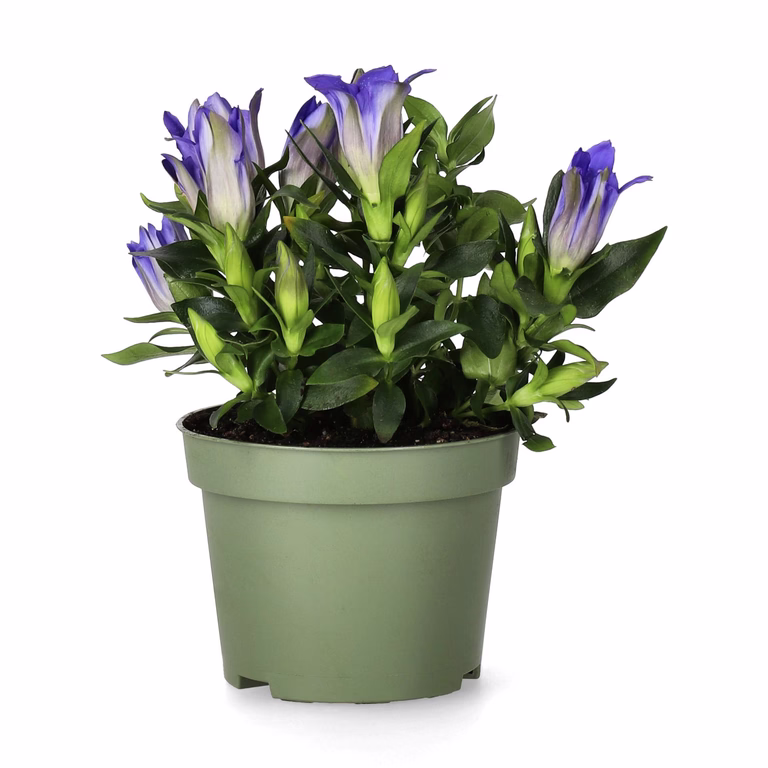 Klasegentiana 'Blue Heart'