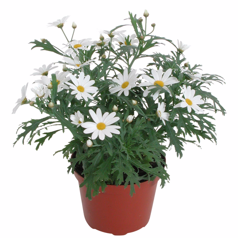 Margerit