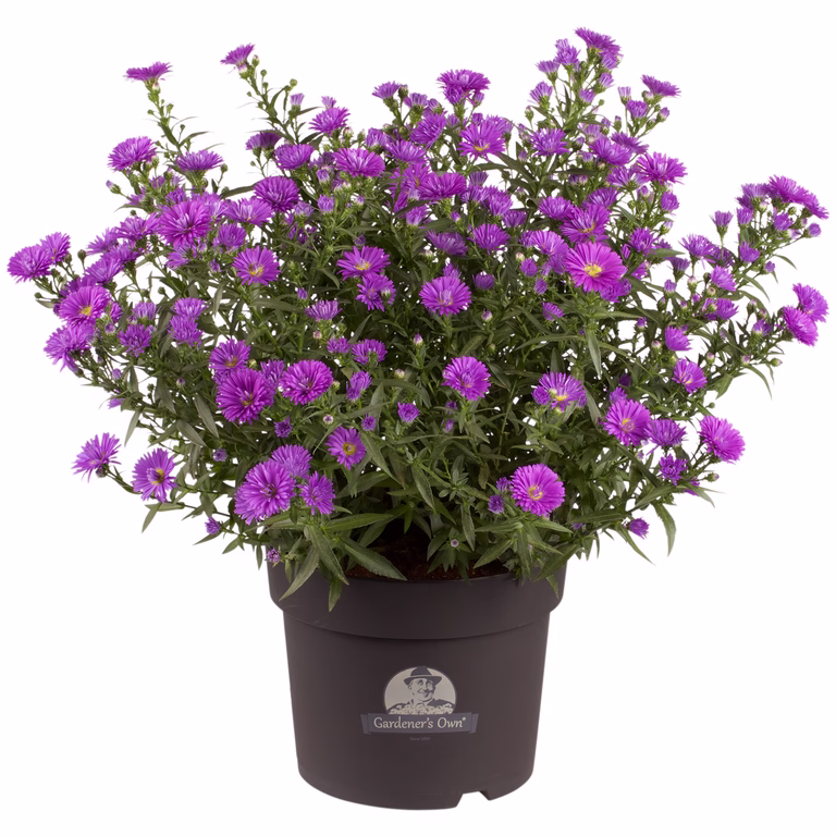 Aster N.B. 21 cm
