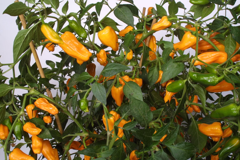All N. Capsicum Chili 'Cheyenne' 10,5 cm