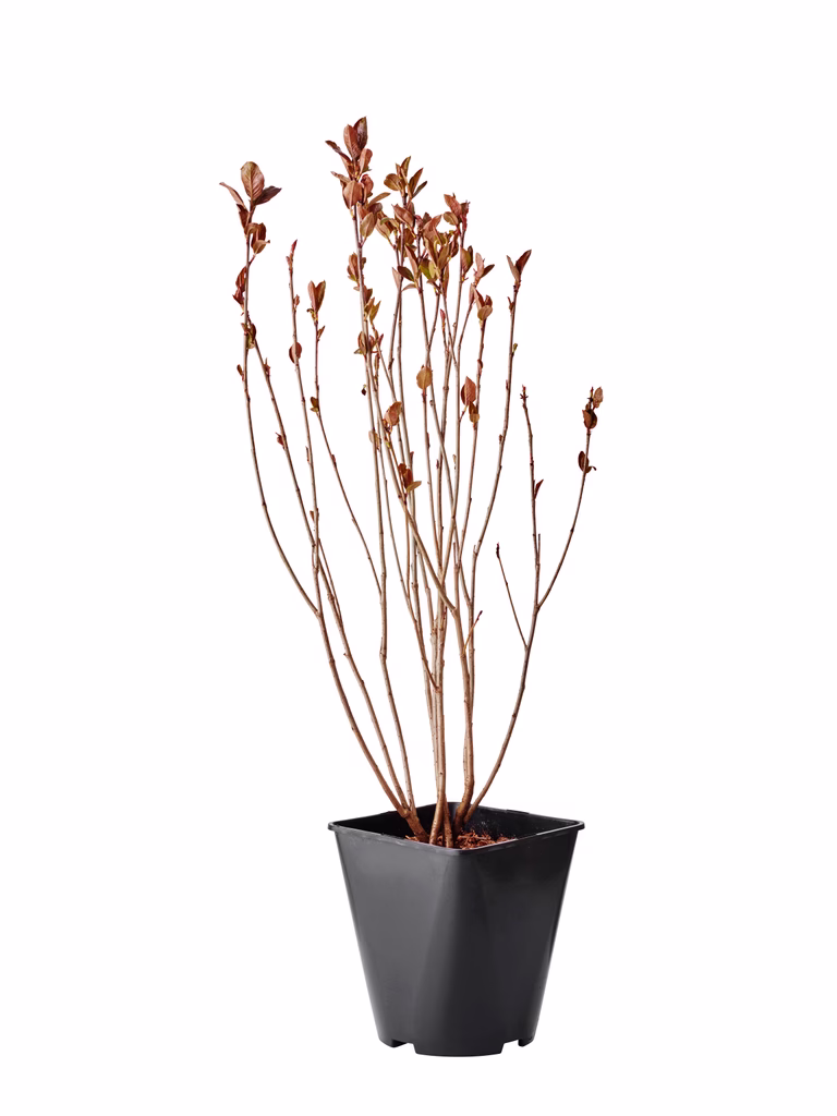 Slånaronia 'Viking'