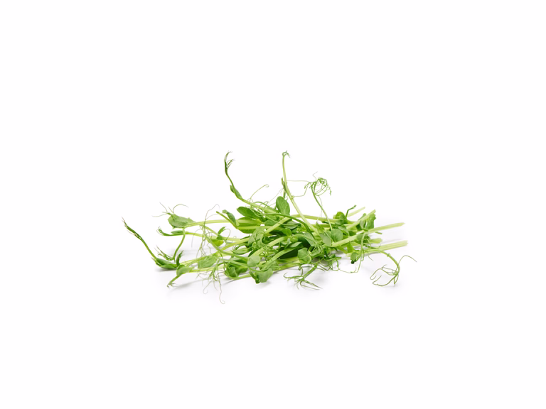 Pisum sativum KRAV 10,5 cm