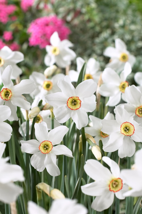 Narcissus Recurves 12/14 white