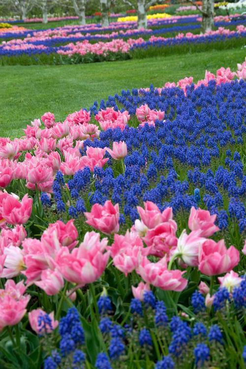 Perfect Match 7 Tulipa/Musc  c