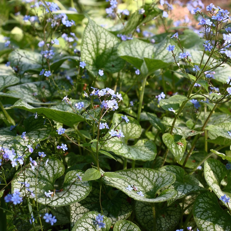 Brunnera macrophylla 'Jack Frost'