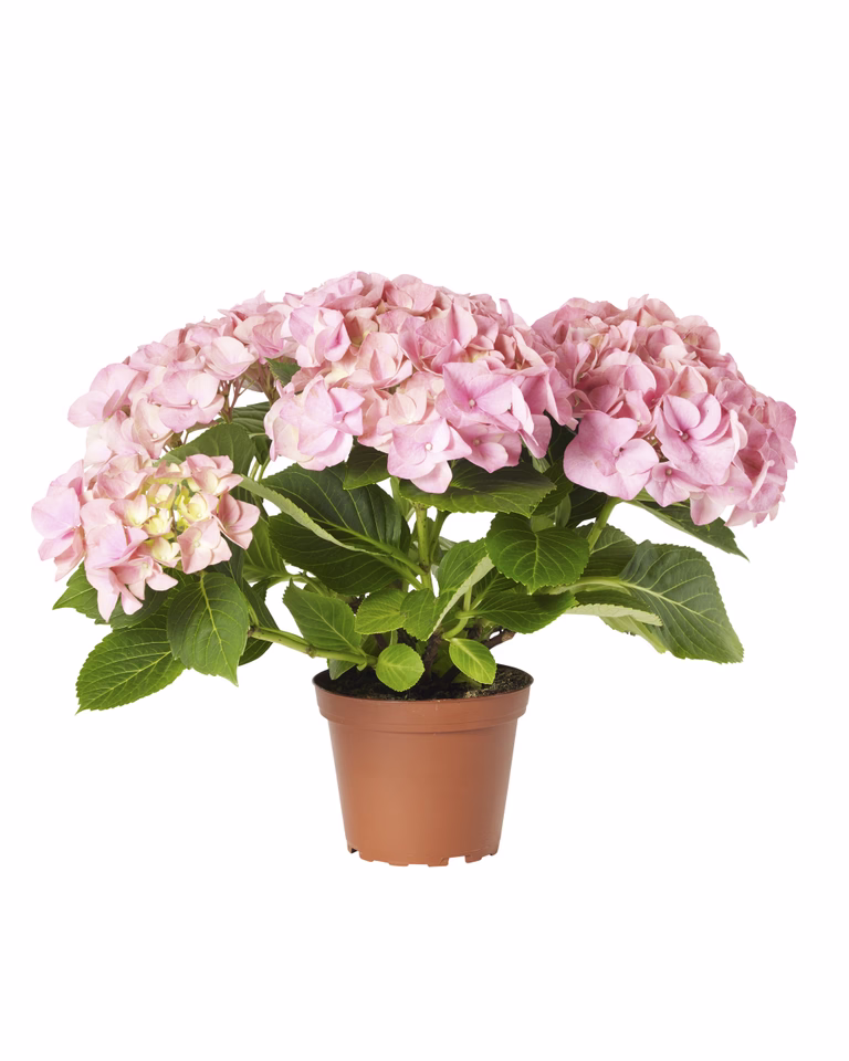 Hortensia