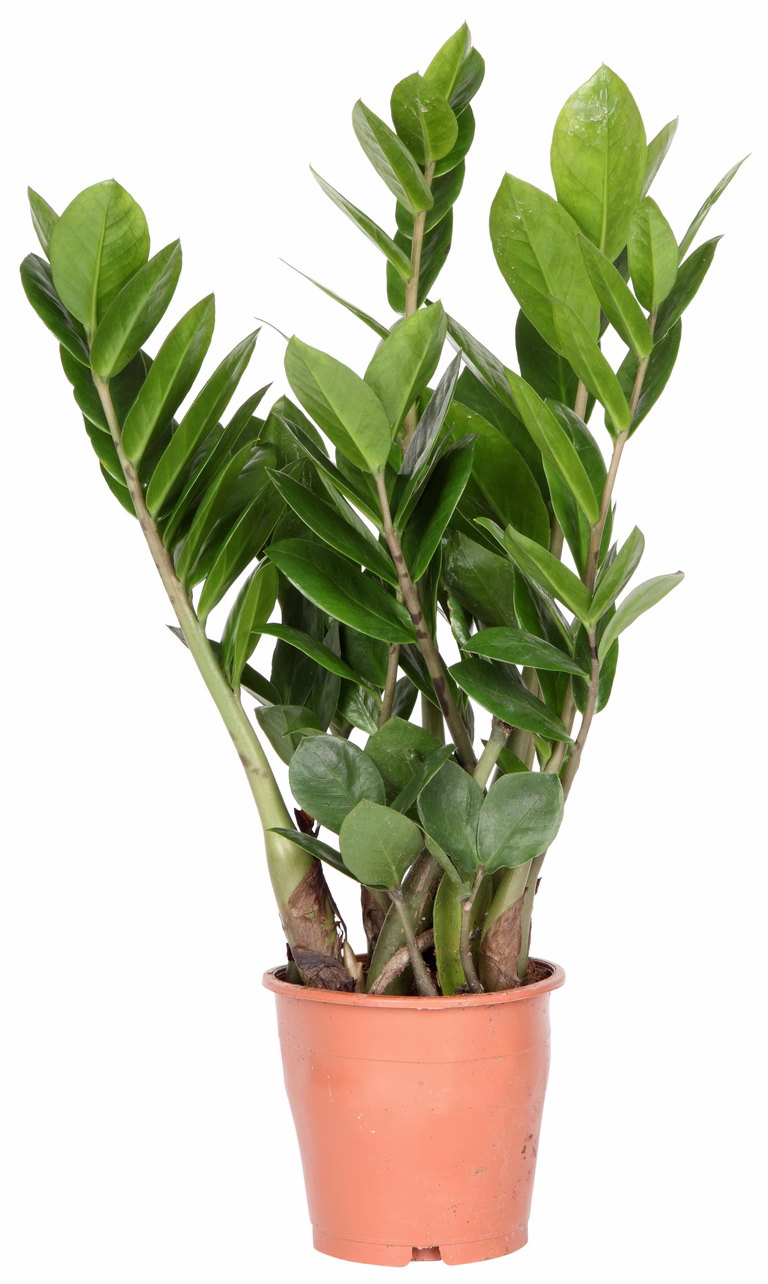 Zamioculcas zamiifolia