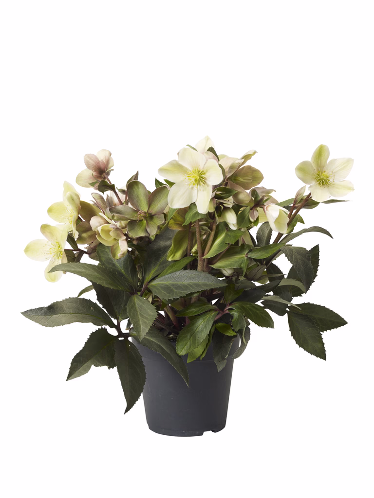 Helleborus 'Beauty Princess' 17 cm