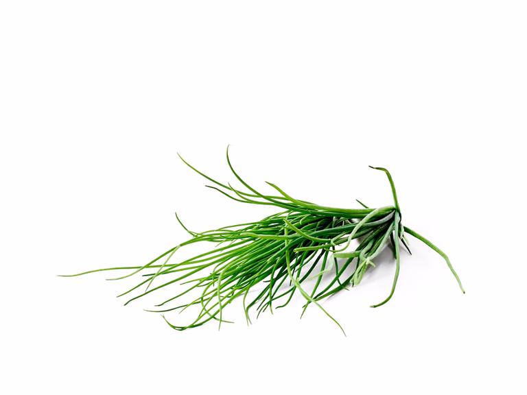 Allium schoenoprasum KRAV 10,5 cm