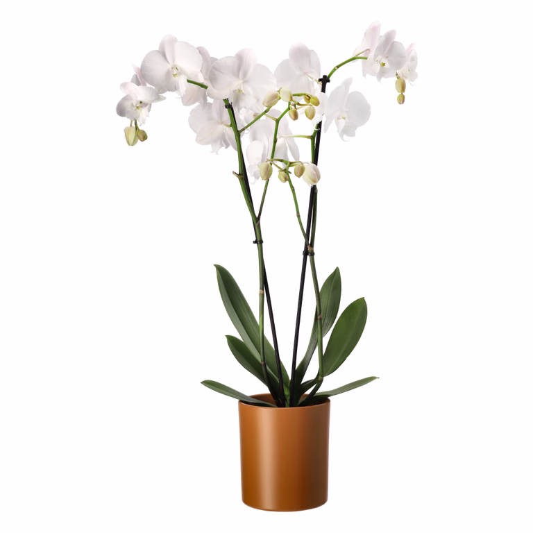 Phalaenopsis