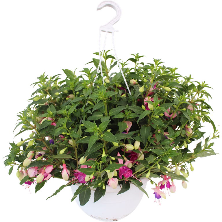 Fuchsia h. basket 25 cm