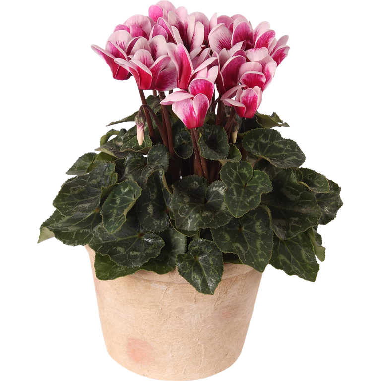 Cyclamen 'Goblet Shine Wine Red' 10,5 cm