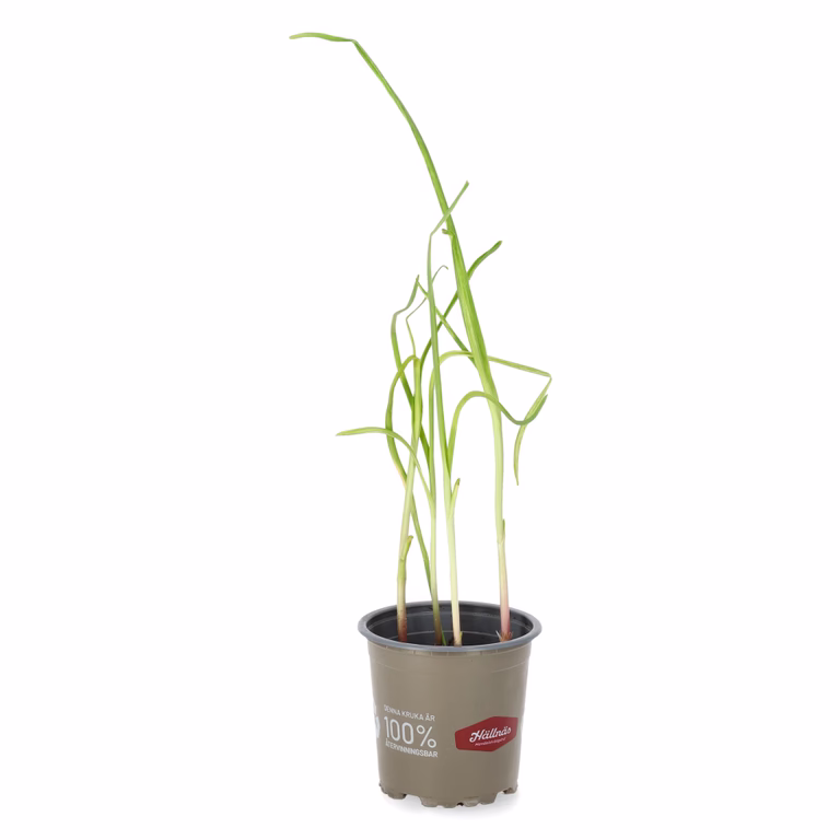 All N. Allium sativum 'Garlic' 10,5 cm