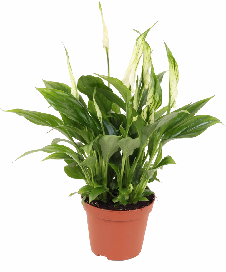 Fredskalla 'Chopin'