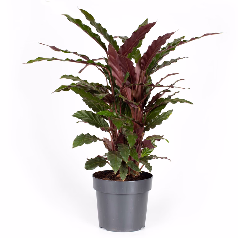 Calathea rufibarba 17 cm