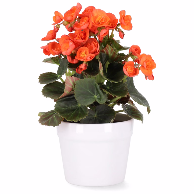 Begonia Orange 12cm