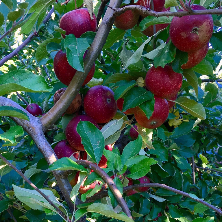 Malus domestica 'Ingrid Marie' E A2 12L