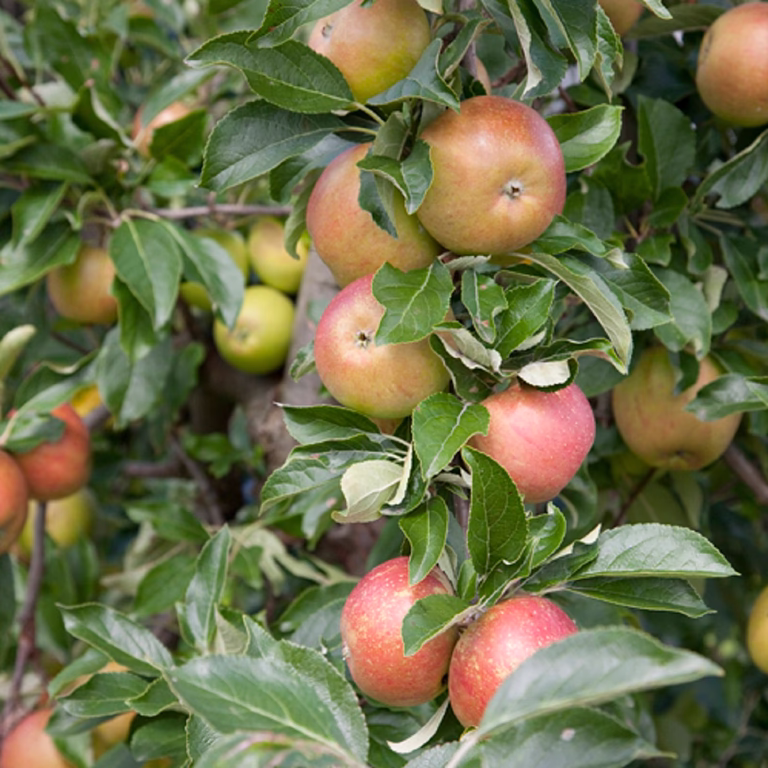 Äpple 'Aroma' E A2