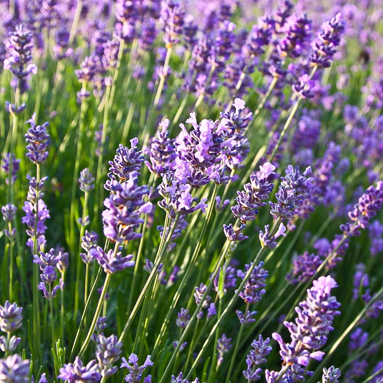 Lavandula ang. 'Felice' 15cm