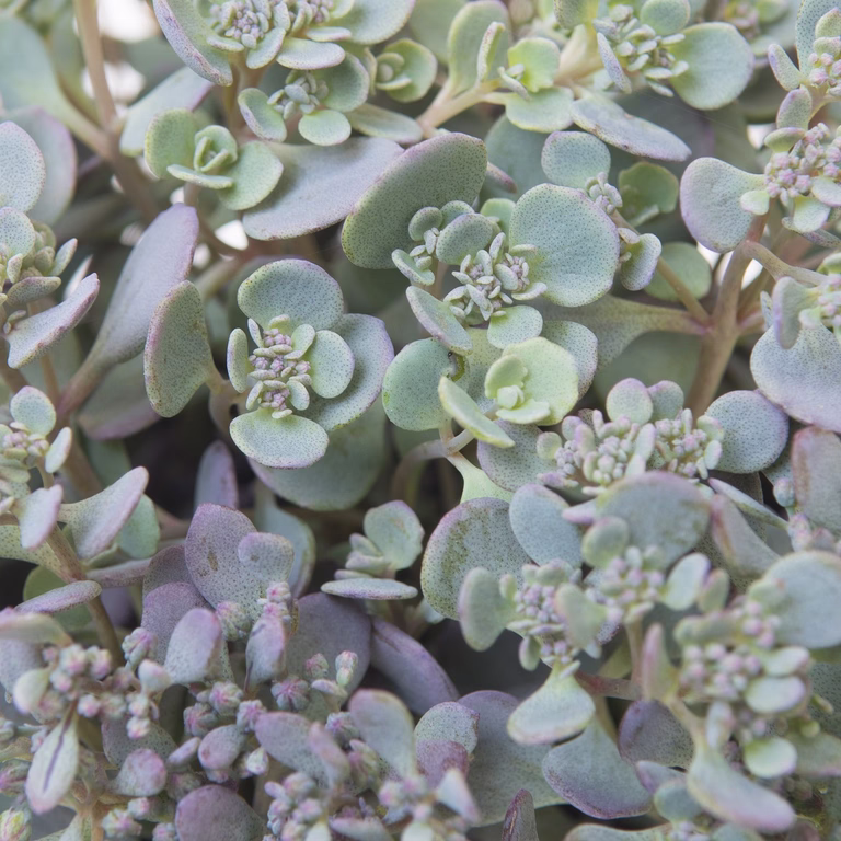 Hylotelephium cauticola 'Lidakense' 12cm