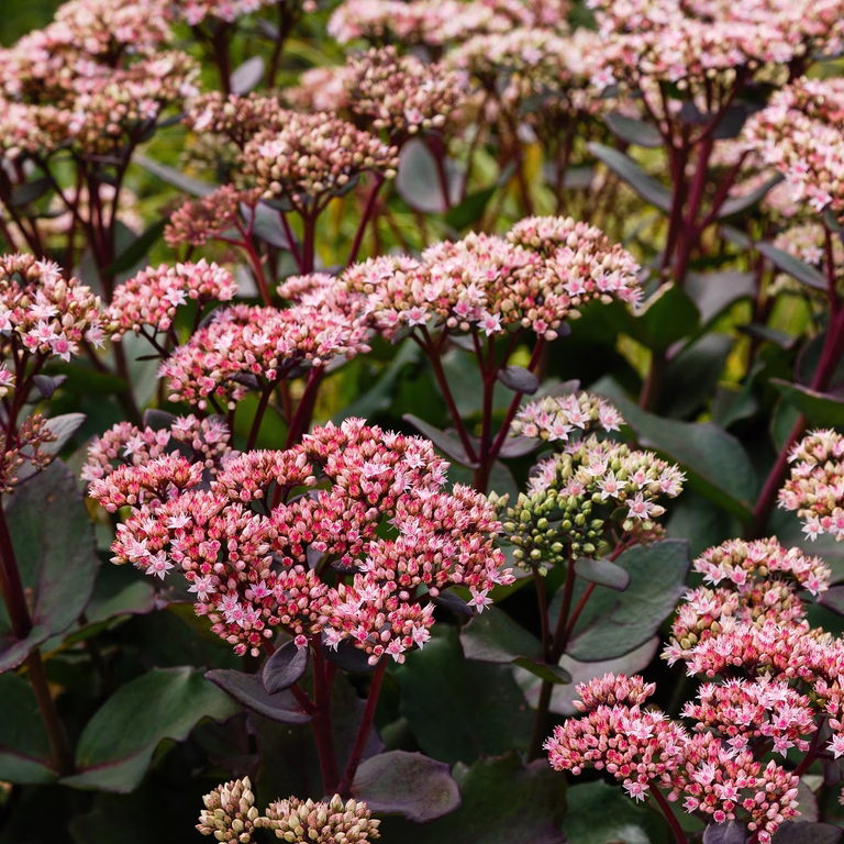 Hylotelephium telephium 'Hot Rose Dark Stems' 17cm