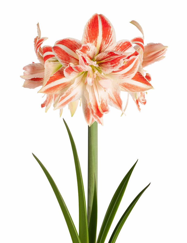 Hippeastrum 30+ 'Dancing Queen' 14 cm
