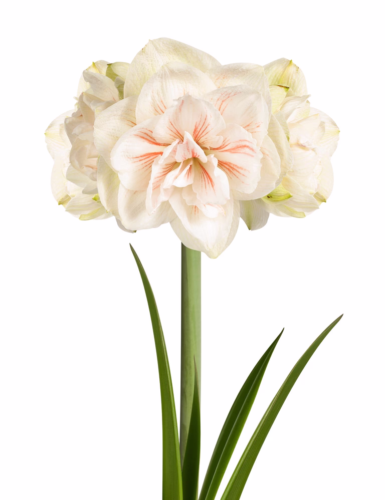 Hippeastrum 30+ 'Nymph' 14 cm