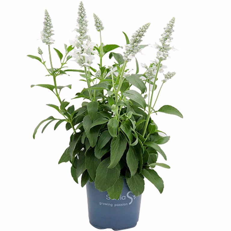Daggsalvia
