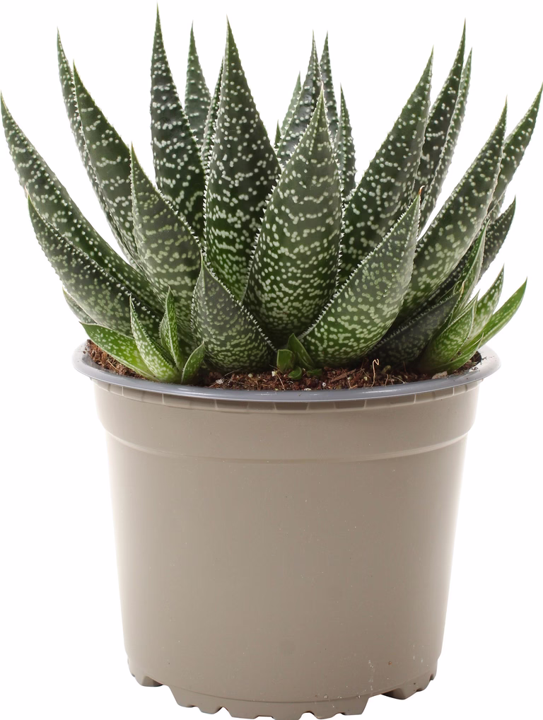 Gasteria