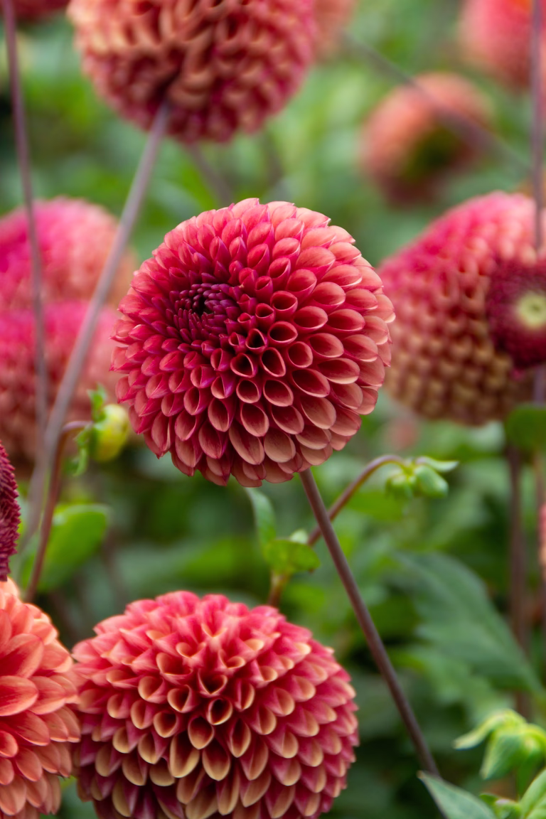 Pompondahlia 'Copper Boy'