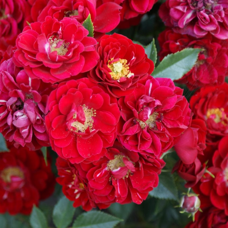 Rosa FAIRY DANCE 3L