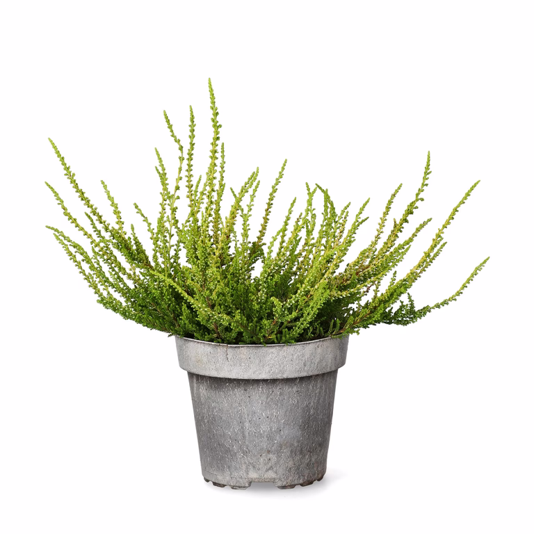 All N. Calluna 'Yellow' 12 cm