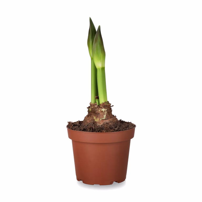 Hippeastrum 26/28 'Ernst' 13 cm