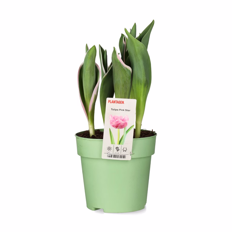 Sen fylld tulpan 'Pink Star'
