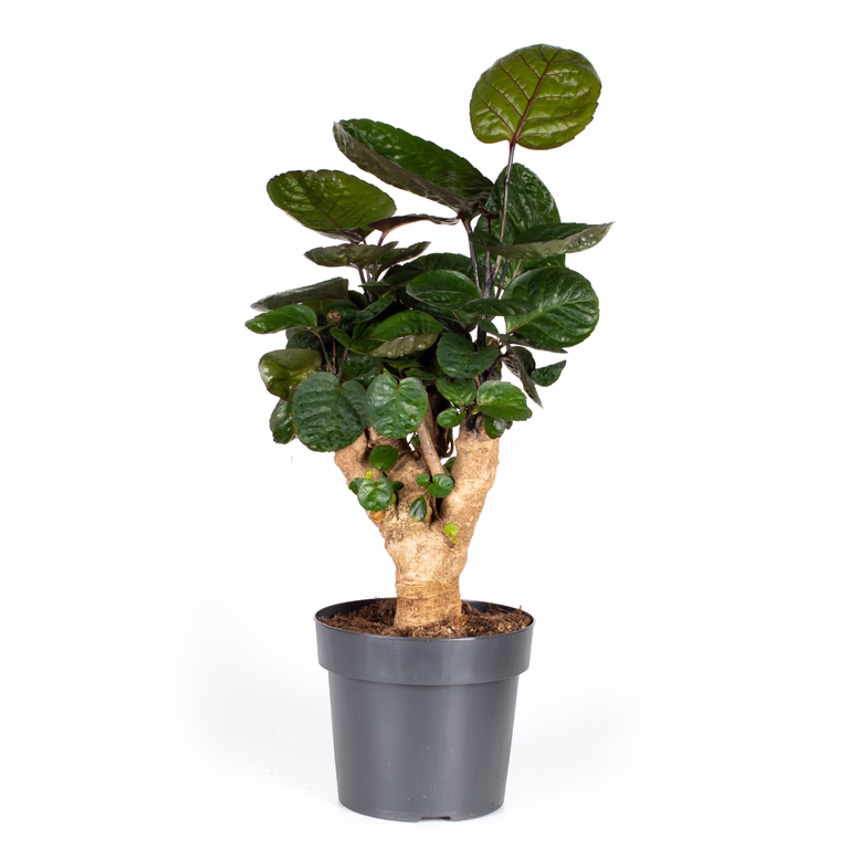 Polyscias 'Fabian' 17 cm