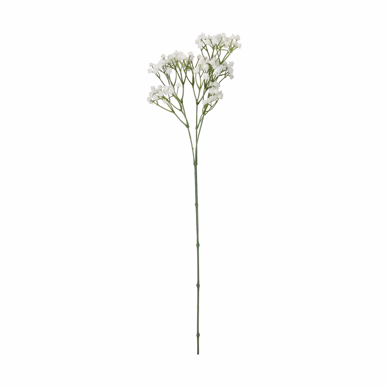 Gypsophila cut flower H67 white