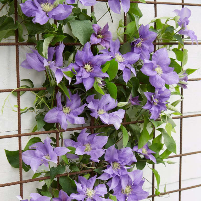 Tidig storblommig klematis BOULEVARD® OLYMPIA™