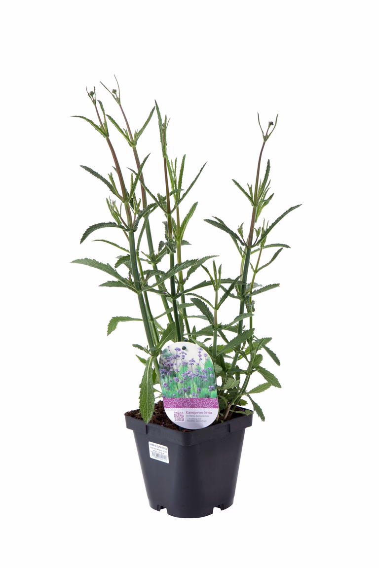 Jätteverbena