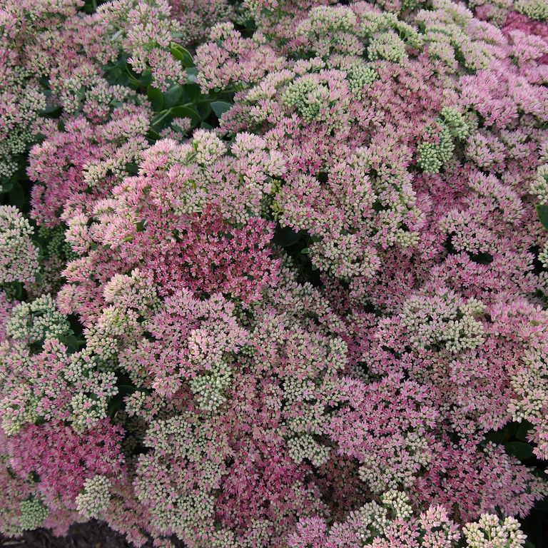 Hylotelephium 'Coraljade' 19cm