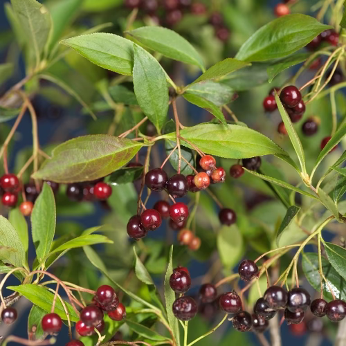 Aronia melanocarpa Glorie E 3,5L
