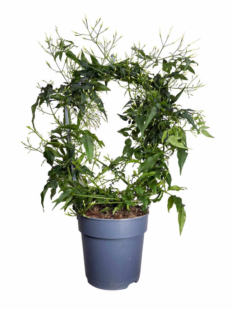 Jasminum bow