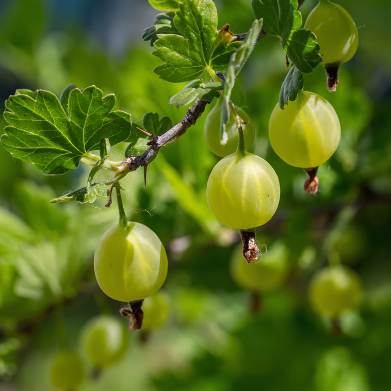 Ribes 'Jacob' 2L