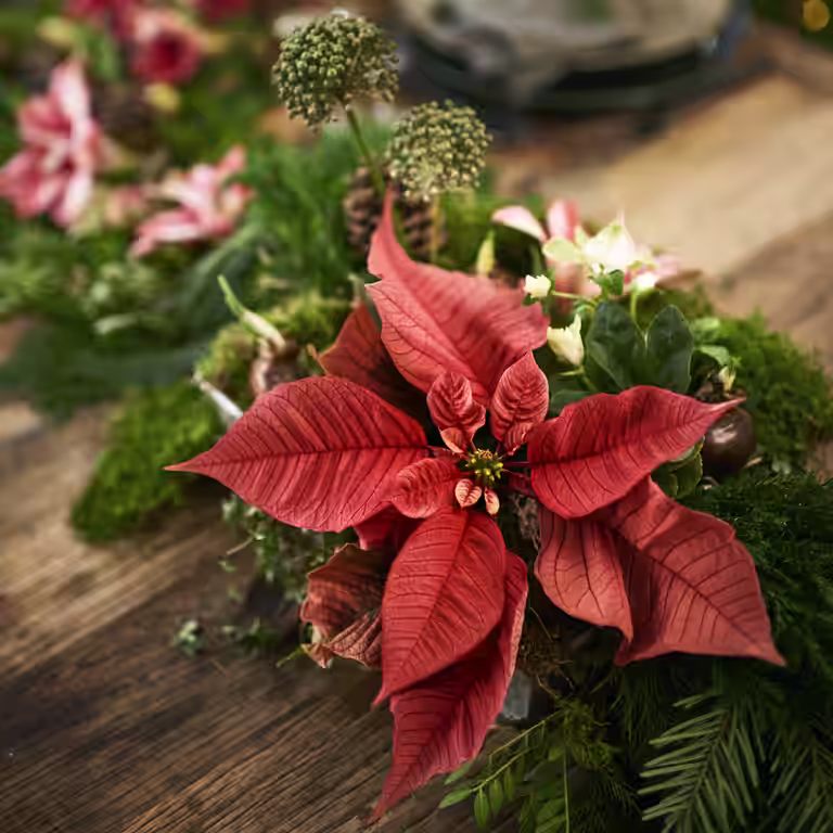 Christmas star - facts and advice on care