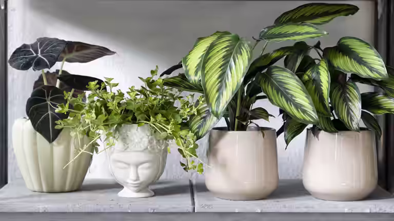 Decorate with pots indoors