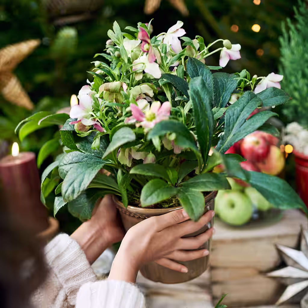 Christmas plants as gifts